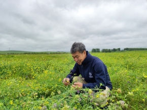 Restored legume acts as a “nurse” to facilitate plant compensatory growth and biomass production in mown grasslands