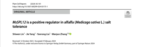 MsSPL12 is a positive regulator in alfalfa (Medicago sativa L.) salt tolerance