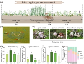 Discovering the role of fairy ring fungi in accelerating nitrogen cycling to promote plant productivity in grasslands